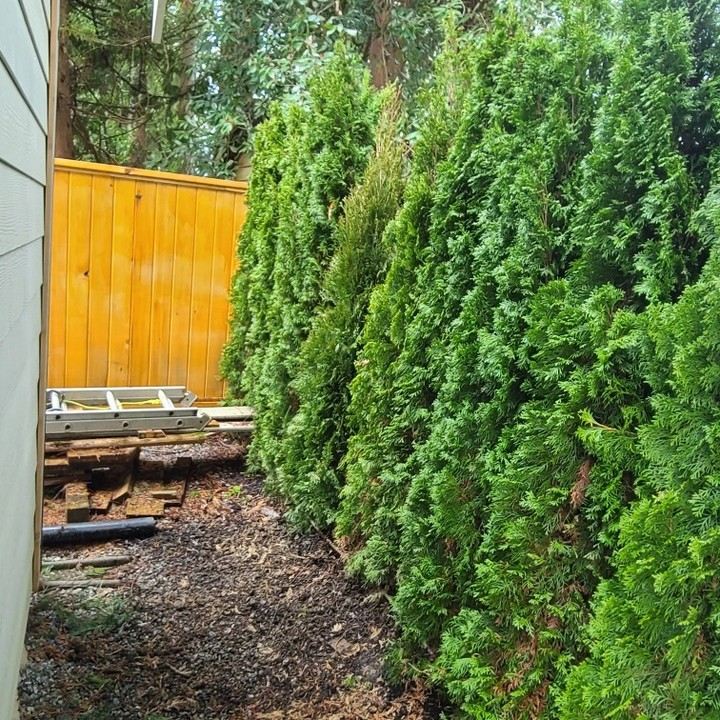 Tall cedar hedge and fence along a home's side yard