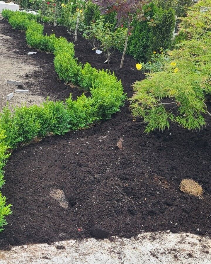 Curved boxwood hedge and planted beds in fresh soil