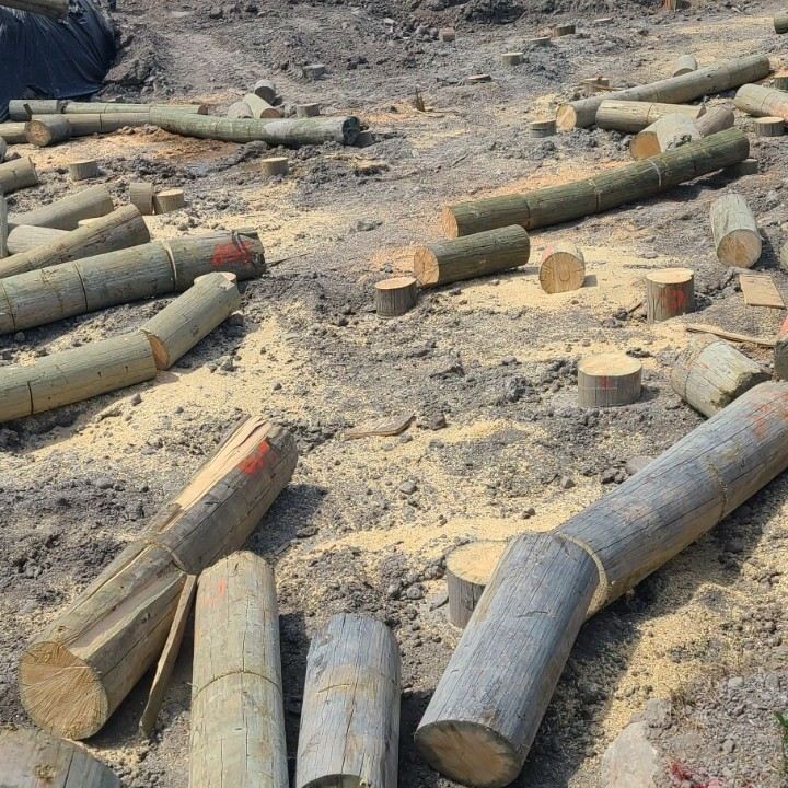 Timber piles cut to elevation on site